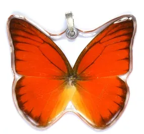 Whole Butterfly Pendant, Orange Albatross