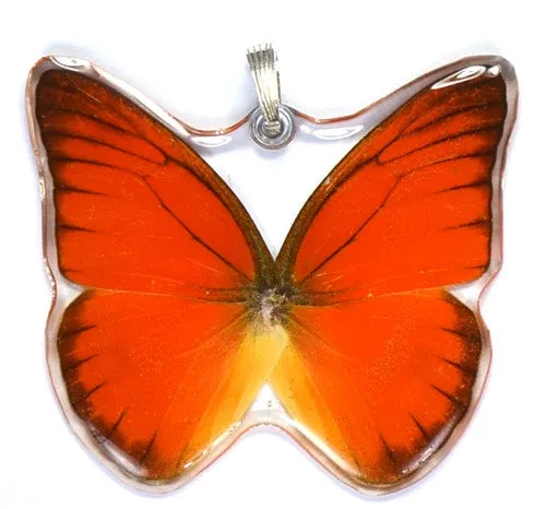 Whole Butterfly Pendant, Orange Albatross